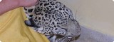 Un leopardo a colazione Un leopardo a colazione